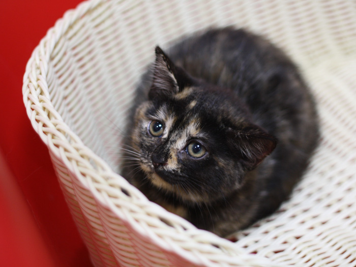 スコティッシュフォールドの子猫画像