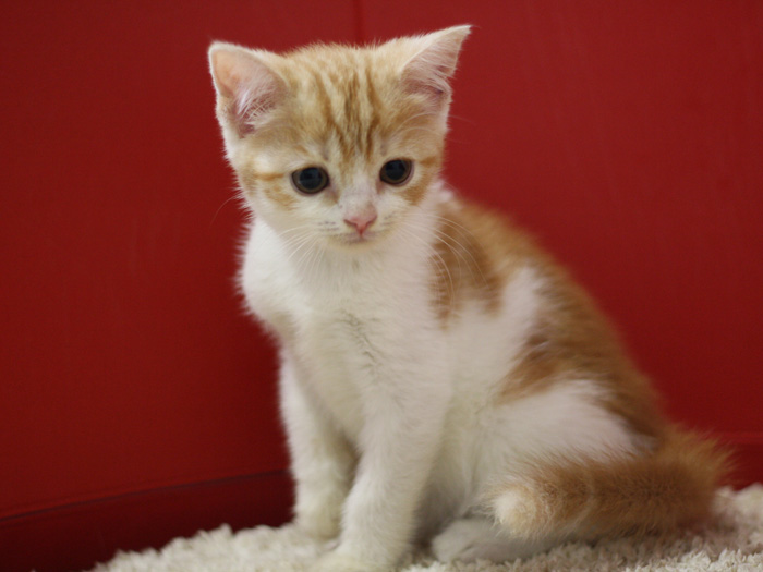 スコティッシュフォールドの子猫画像