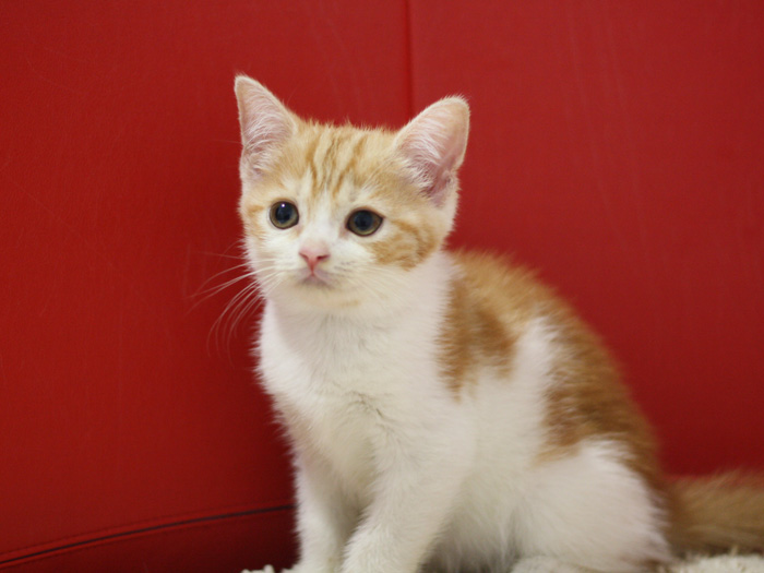スコティッシュフォールドの子猫画像