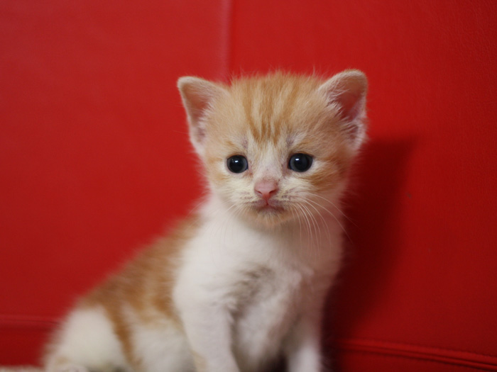 スコティッシュフォールドの子猫画像