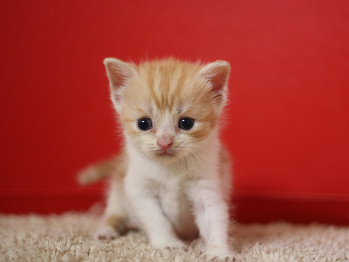 スコティッシュフォールドの子猫画像