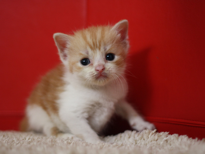 スコティッシュフォールドの子猫画像