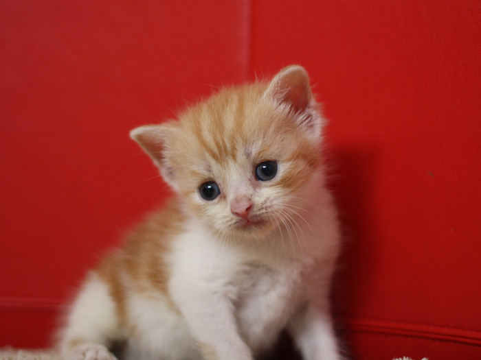 スコティッシュフォールドの子猫画像