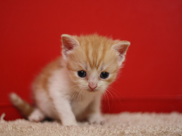 スコティッシュフォールドの子猫画像