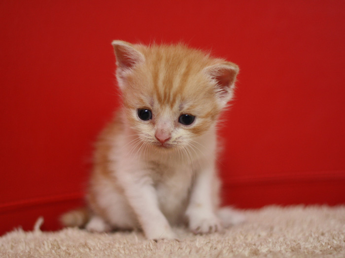 スコティッシュフォールドの子猫画像