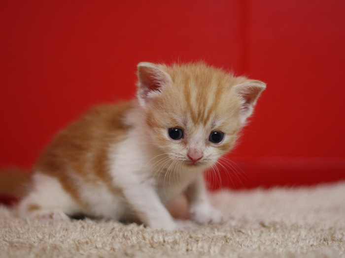スコティッシュフォールドの子猫画像