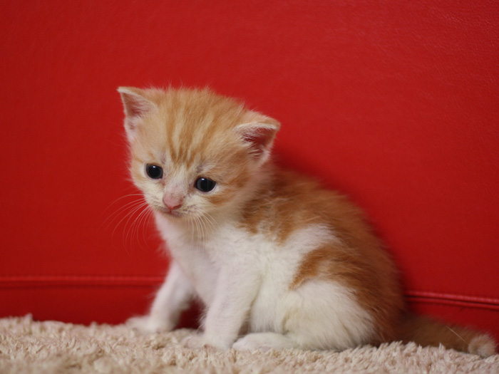 スコティッシュフォールドの子猫画像