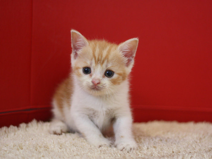 スコティッシュフォールドの子猫画像