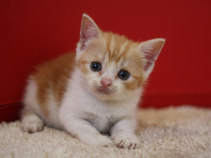 スコティッシュフォールドの子猫画像