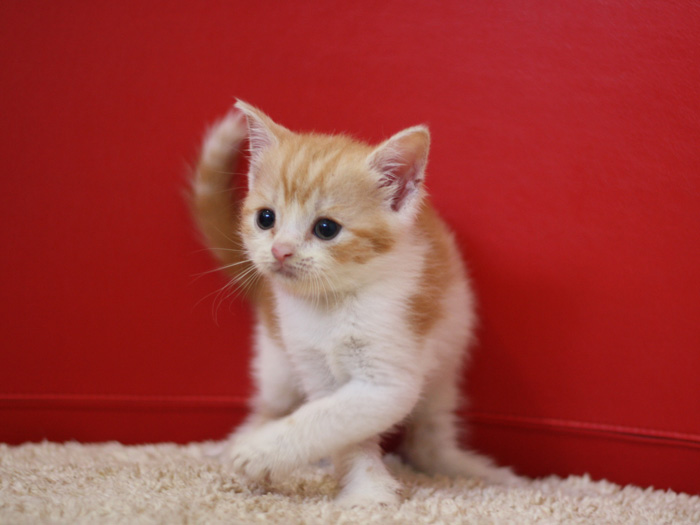 スコティッシュフォールドの子猫画像