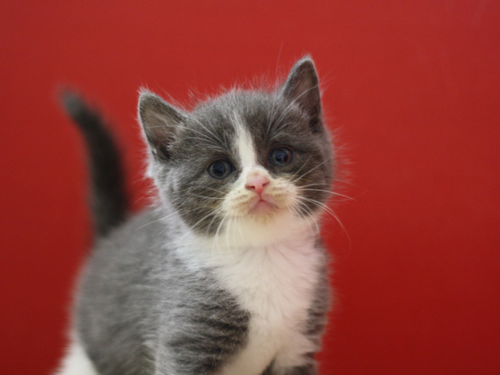 スコティッシュフォールドの子猫画像