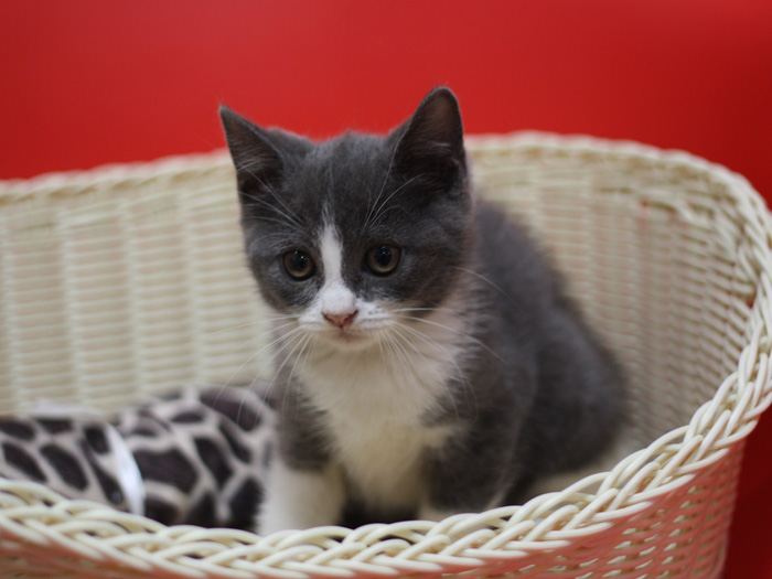 スコティッシュフォールドの子猫画像
