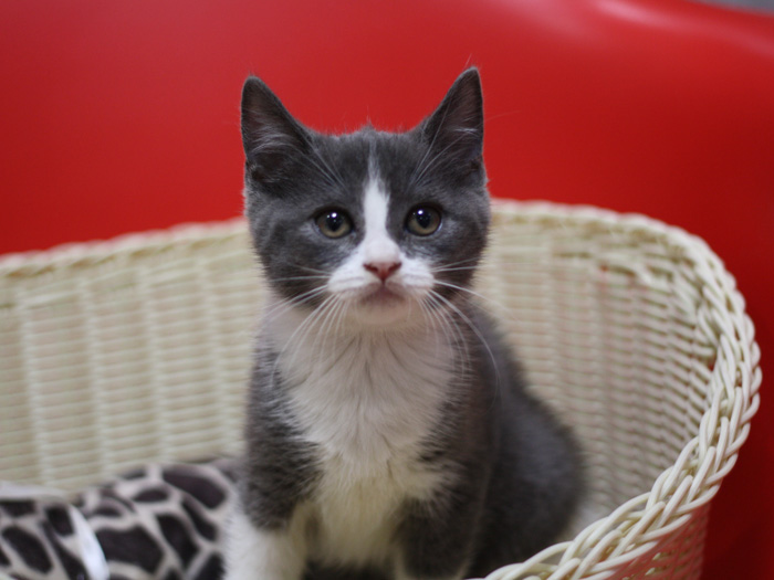 スコティッシュフォールドの子猫画像