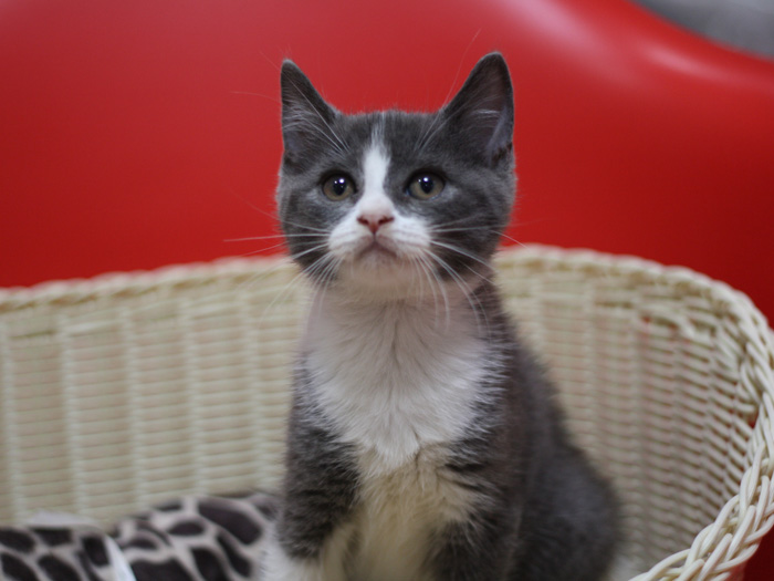 スコティッシュフォールドの子猫画像