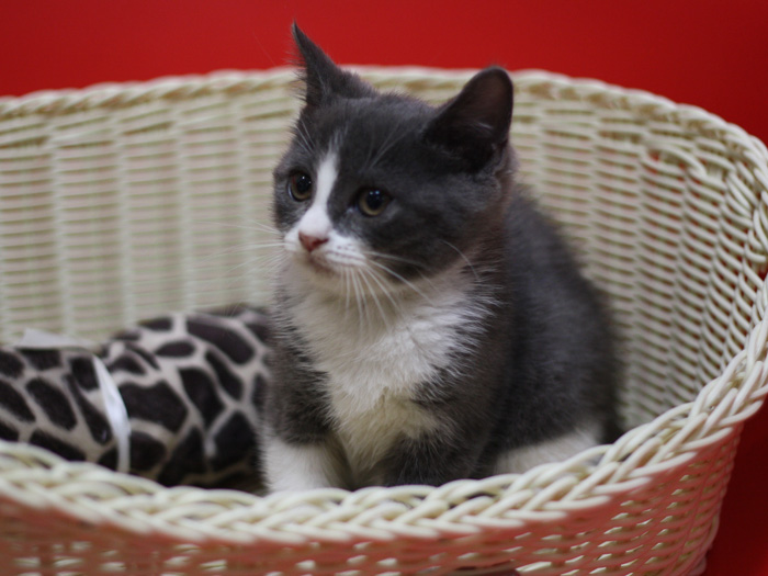 スコティッシュフォールドの子猫画像