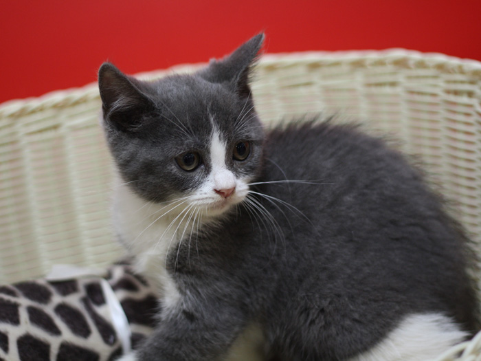 スコティッシュフォールドの子猫画像