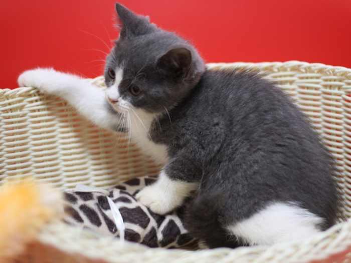 スコティッシュフォールドの子猫画像