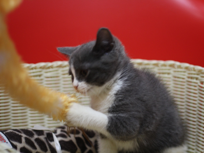 スコティッシュフォールドの子猫画像