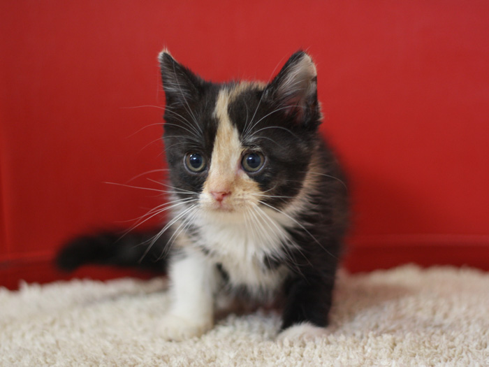 スコティッシュフォールドの子猫画像