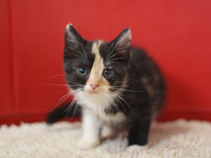 スコティッシュフォールドの子猫画像