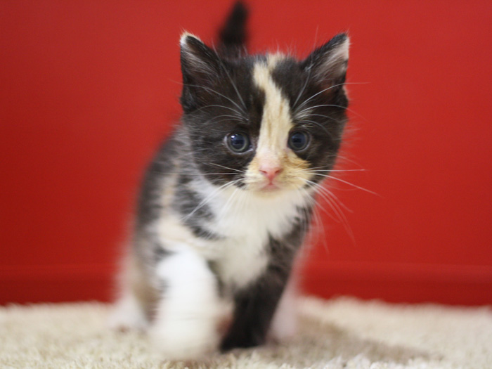スコティッシュフォールドの子猫画像