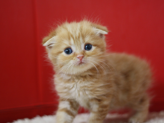 スコティッシュフォールドの子猫画像