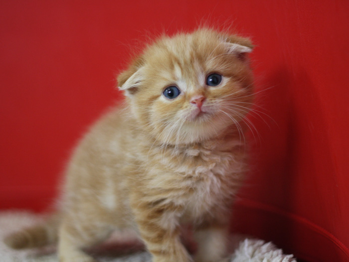 スコティッシュフォールドの子猫画像