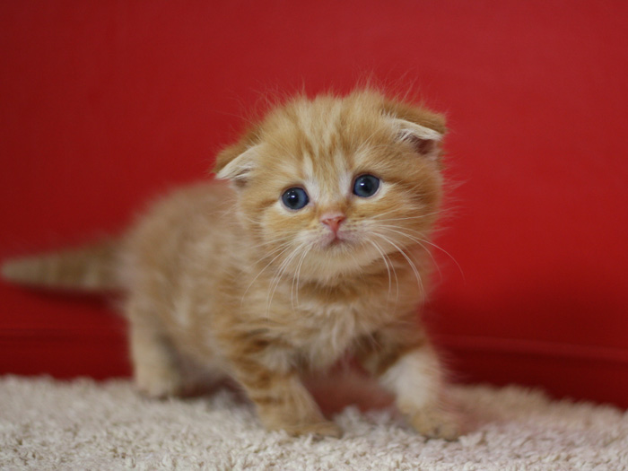 スコティッシュフォールドの子猫画像