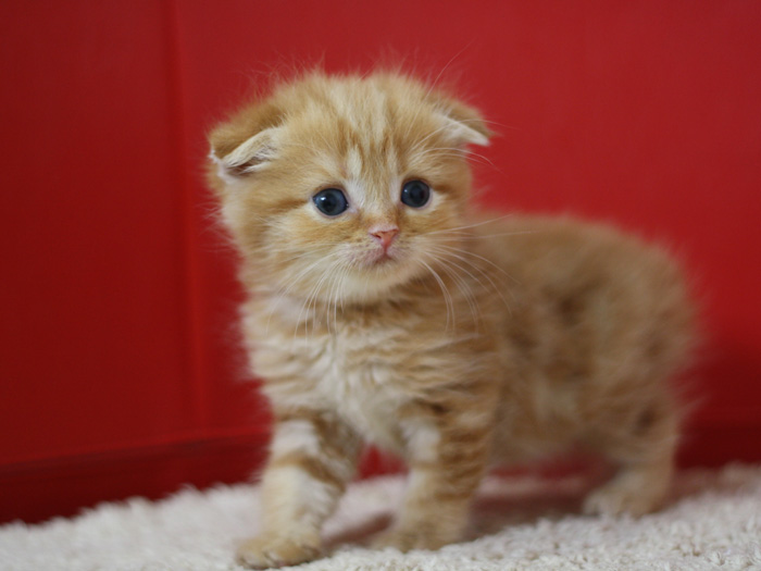スコティッシュフォールドの子猫画像