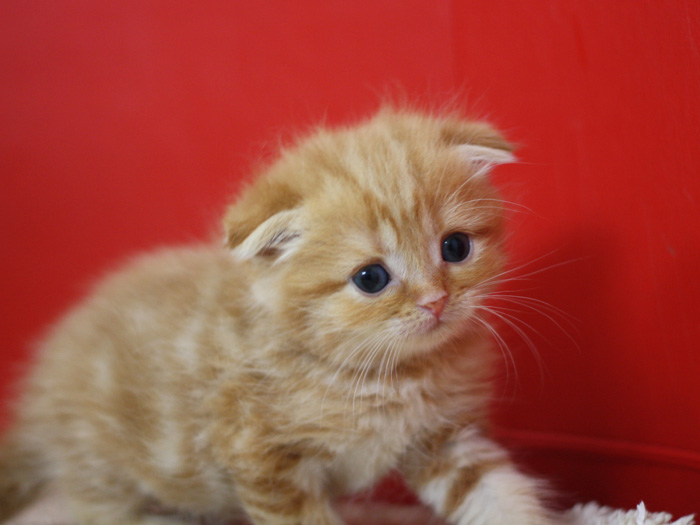 スコティッシュフォールドの子猫画像