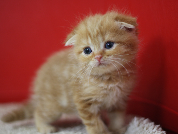 スコティッシュフォールドの子猫画像