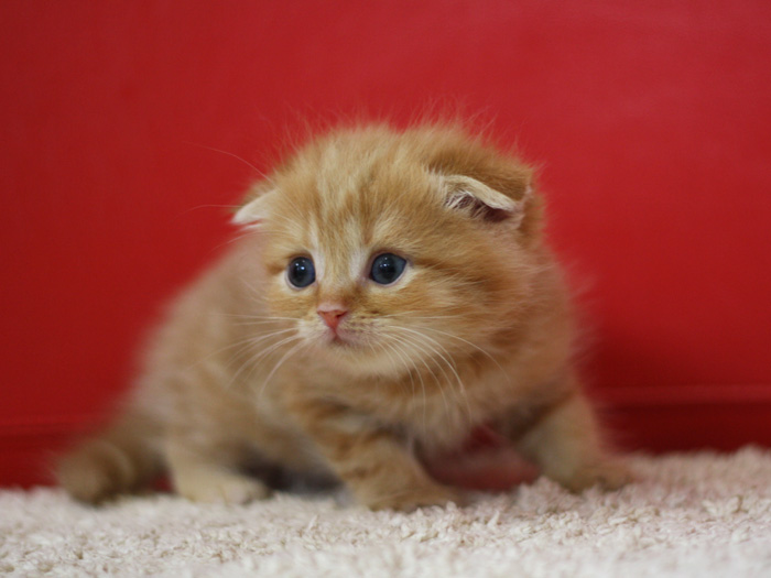スコティッシュフォールドの子猫画像