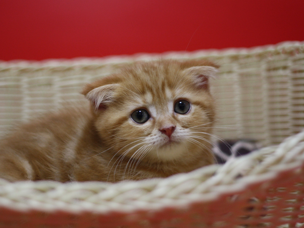 スコティッシュフォールドの子猫画像
