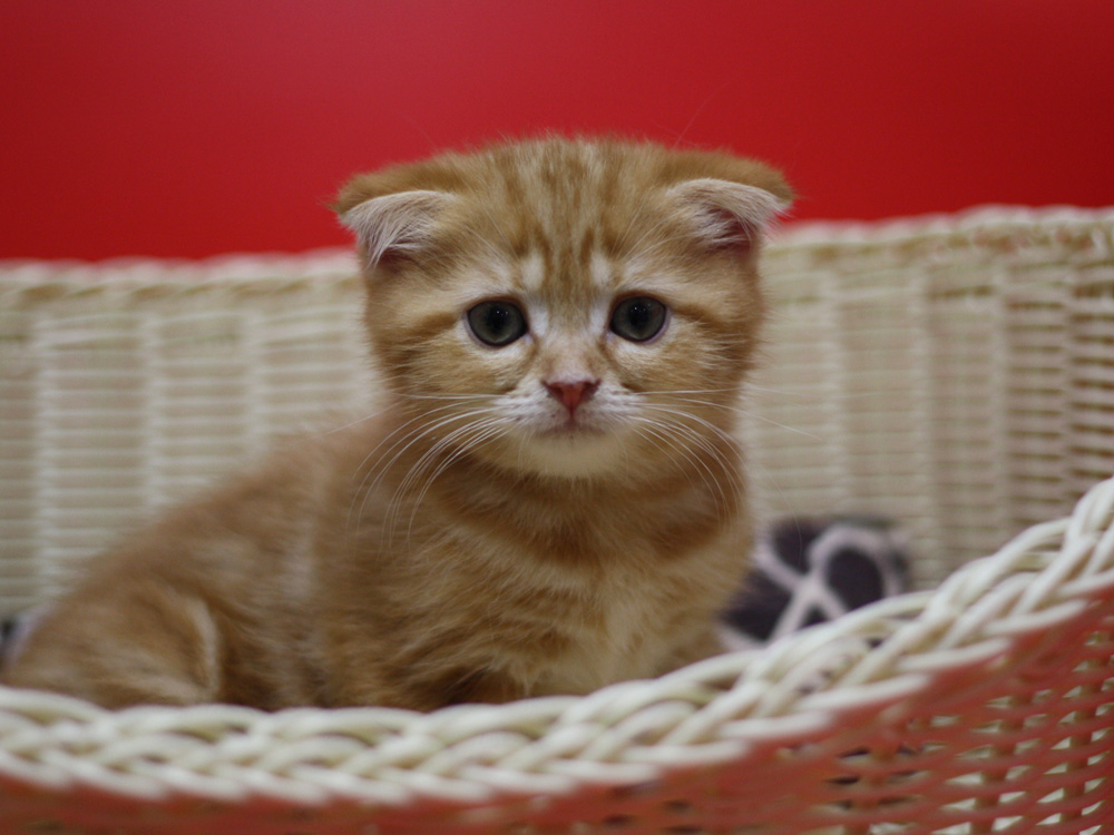 スコティッシュフォールドの子猫画像