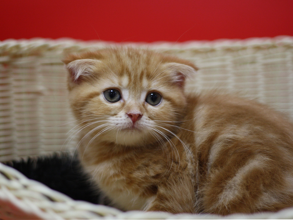 スコティッシュフォールドの子猫画像
