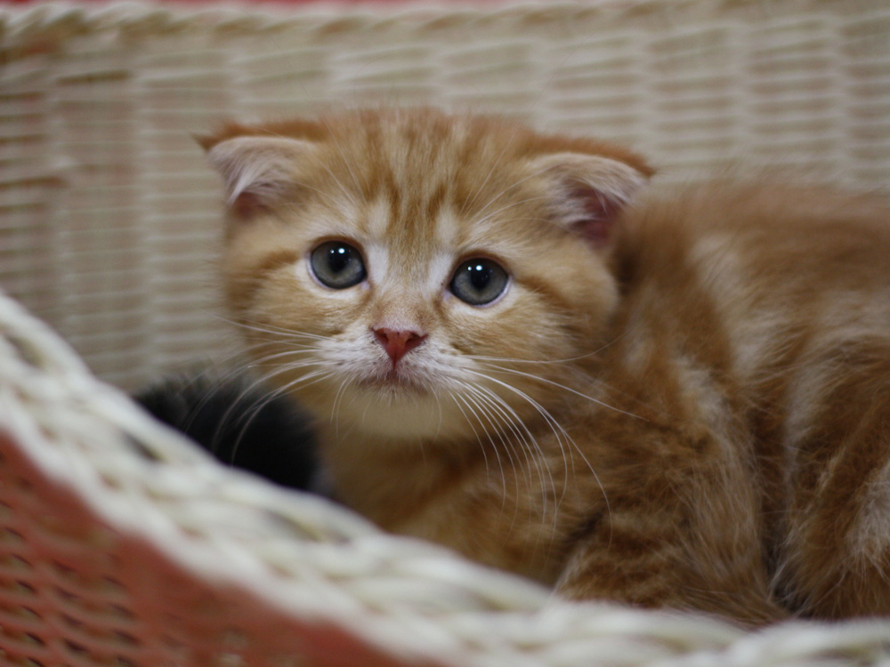 スコティッシュフォールドの子猫画像