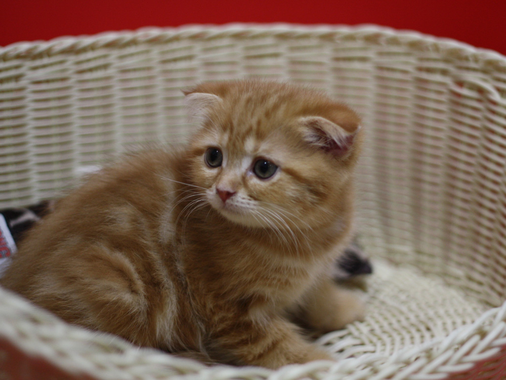 スコティッシュフォールドの子猫画像