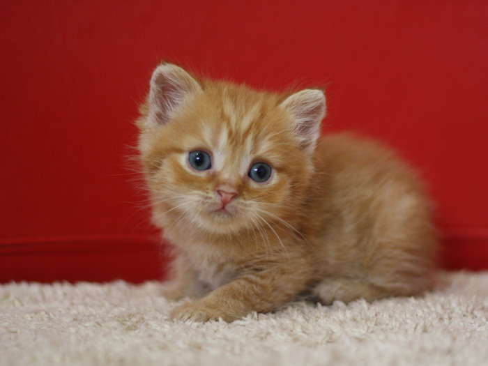 スコティッシュフォールドの子猫画像