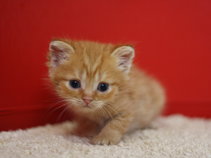 スコティッシュフォールドの子猫画像