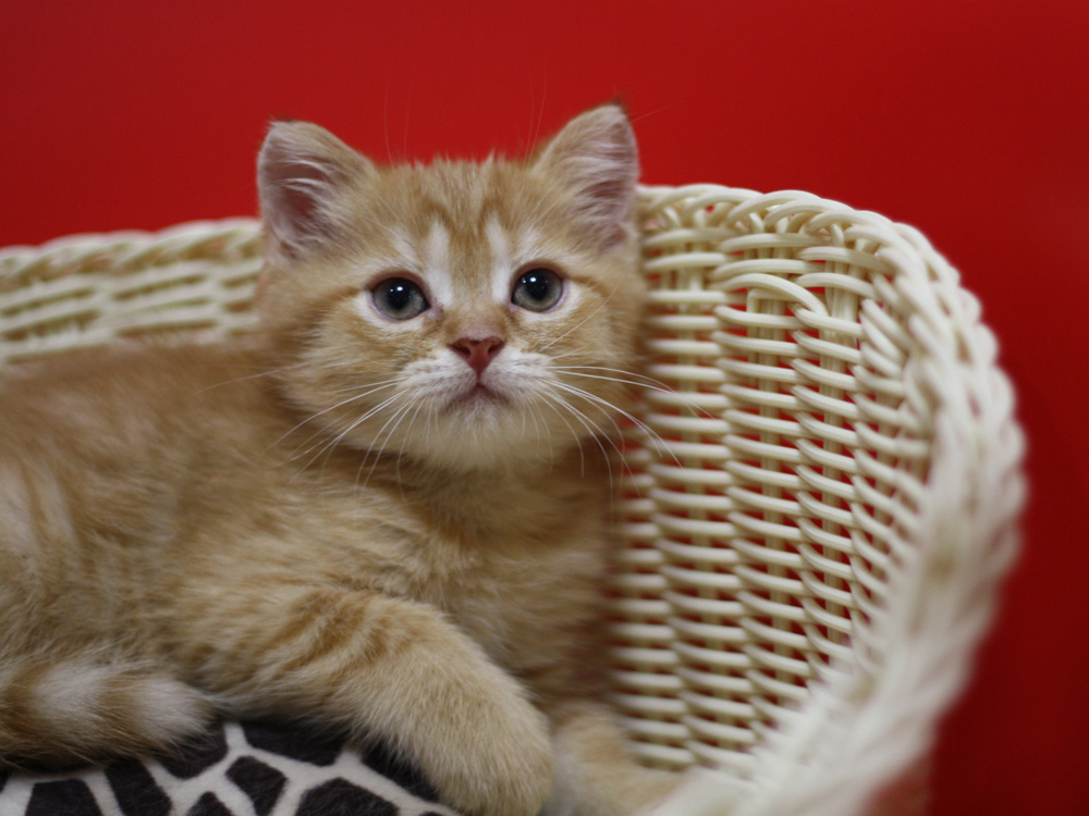 スコティッシュフォールドの子猫画像