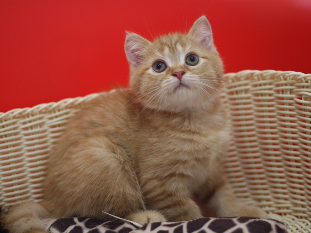 スコティッシュフォールドの子猫画像