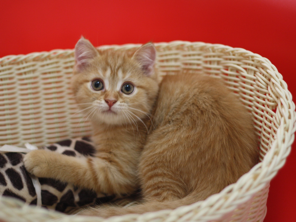 スコティッシュフォールドの子猫画像