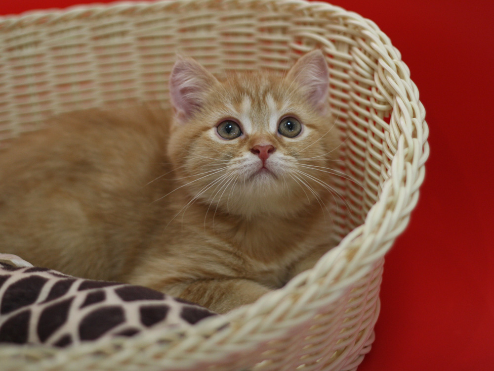 スコティッシュフォールドの子猫画像