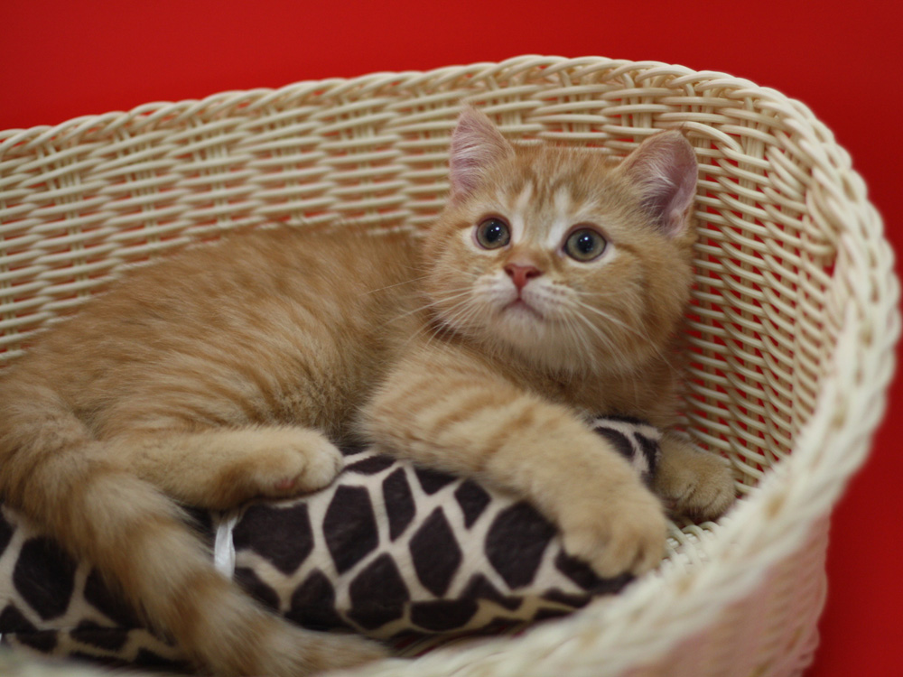 スコティッシュフォールドの子猫画像