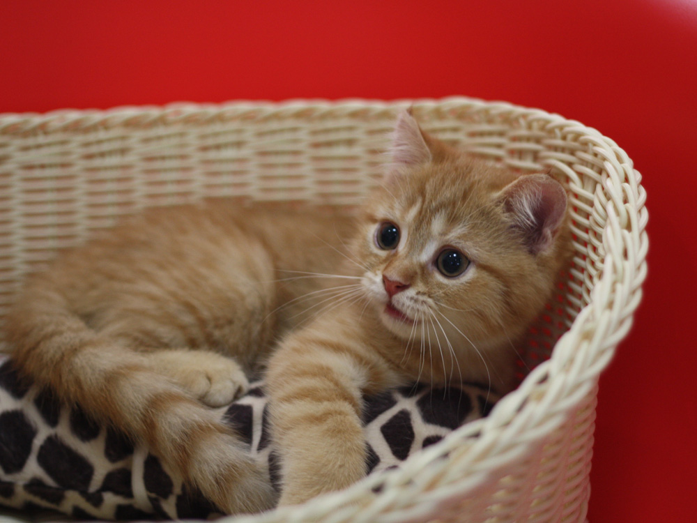 スコティッシュフォールドの子猫画像