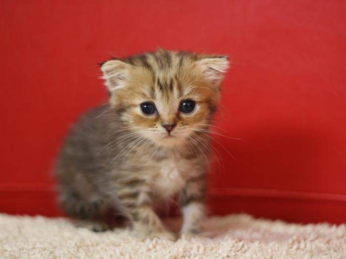 スコティッシュフォールドの子猫画像