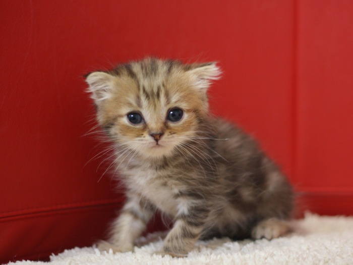 スコティッシュフォールドの子猫画像
