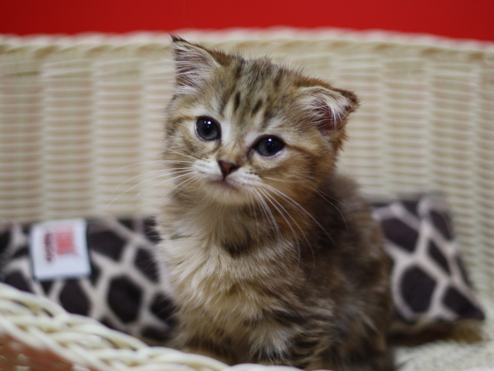 スコティッシュフォールドの子猫画像