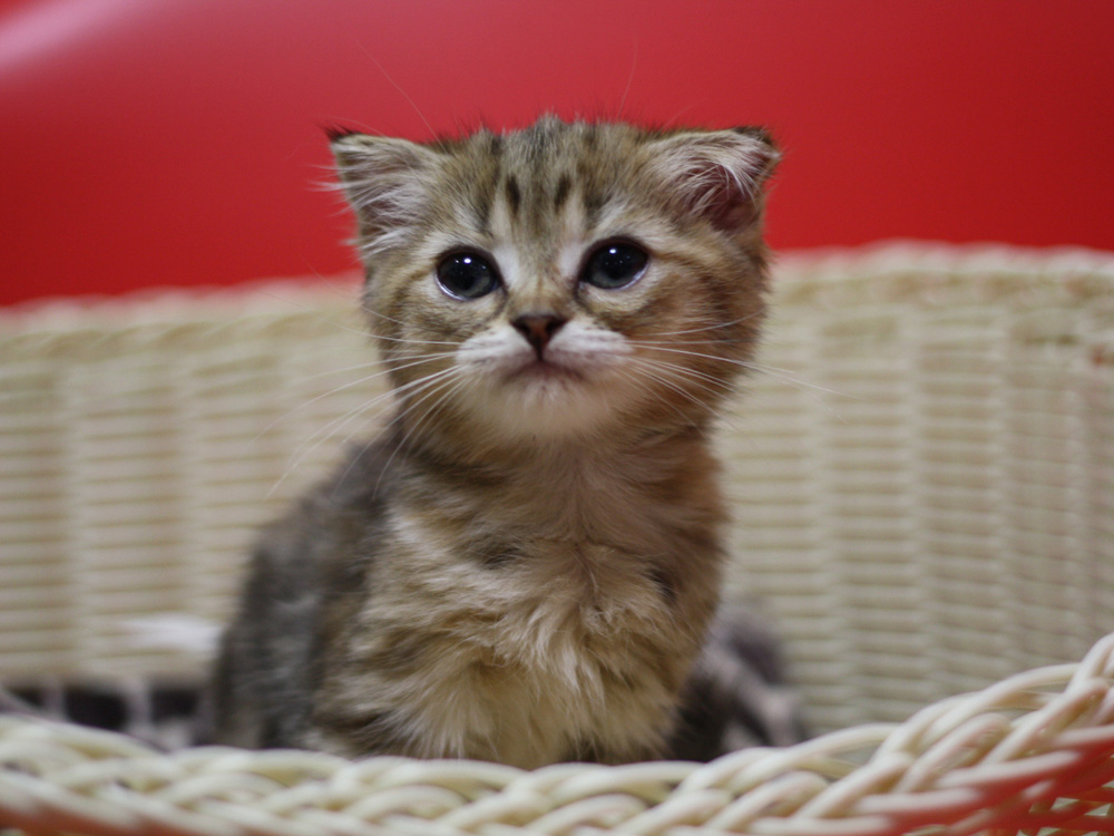 スコティッシュフォールドの子猫画像