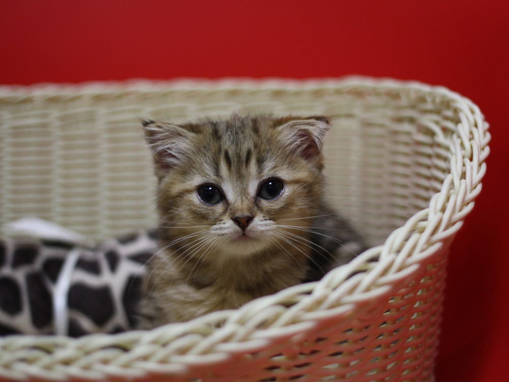 スコティッシュフォールドの子猫画像